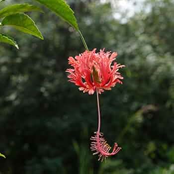 フウリンブッソウゲ ハイビスカス原種 Amazon.co.jp: ハイビスカス[原種系]：フウリンブッソウゲ3号2株